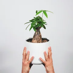 Money Tree