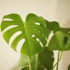 몬스테라