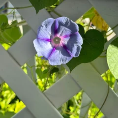Morning Glory