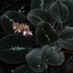 Mosaic Plant