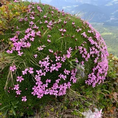 Moss Campion