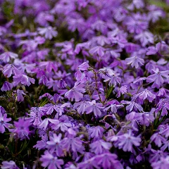 Moss Phlox