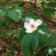 Mountain Camellia