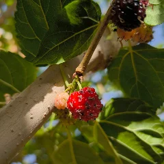 Mulberry Tree