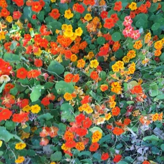 Nasturtium