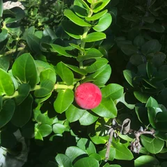 Natal Plum