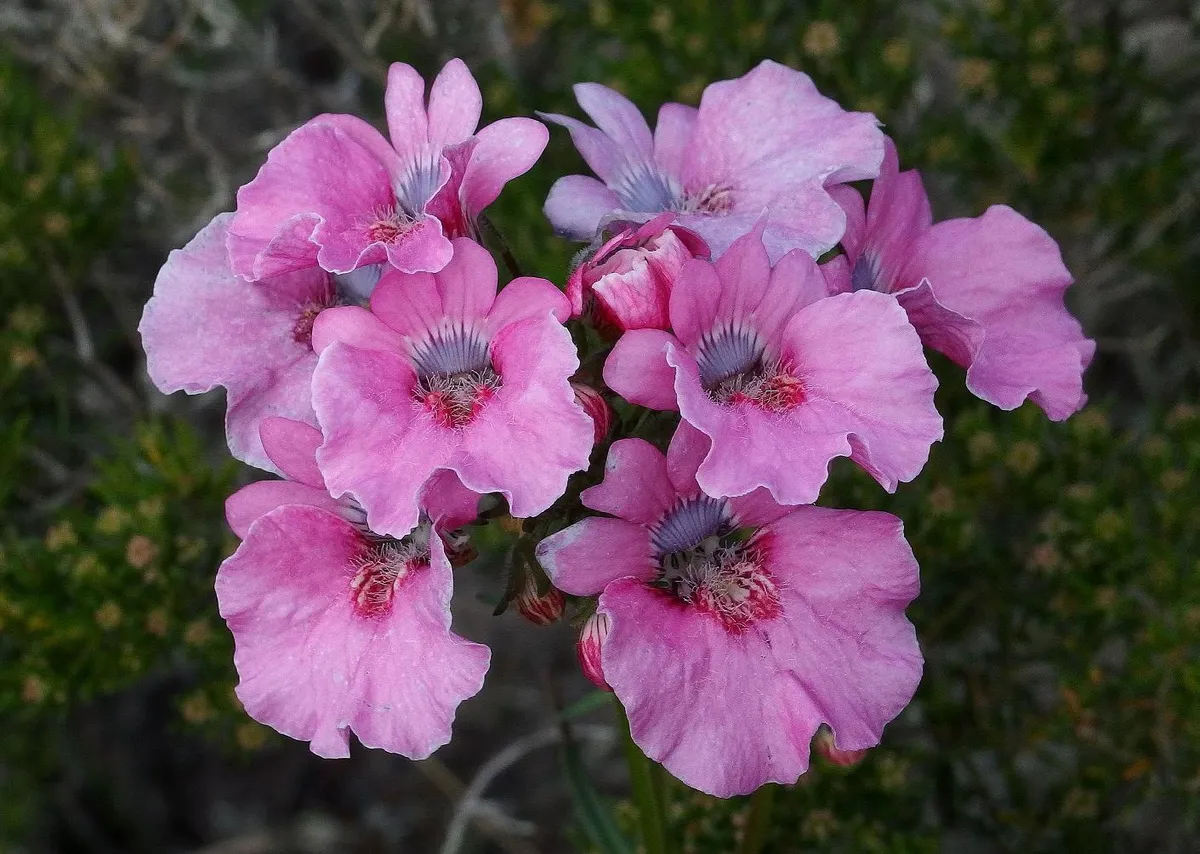 냉이초(Nemesia strumosa)