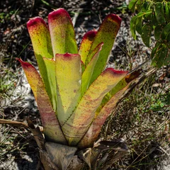Neoregelia