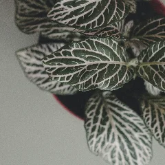 Nerve Plant