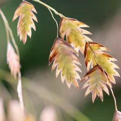 보리사초