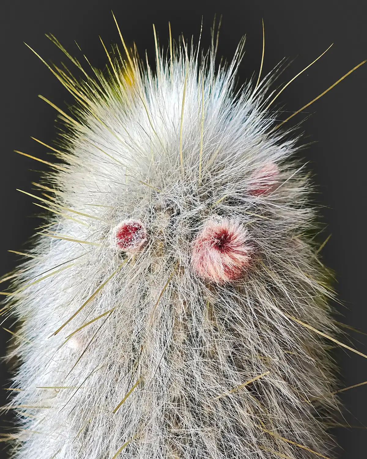 노옹환(Cephalocereus senilis) — 흰 털로 덮인 기둥 선인장