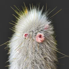 Old Man Cactus