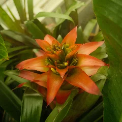 Orange Star