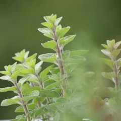 오레가노