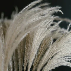 Pampas Grass