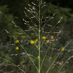 Switch Grass