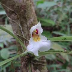 Pansy Orchid