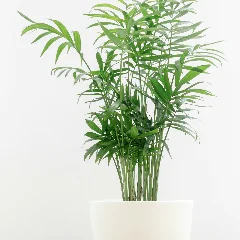 Parlor Palm
