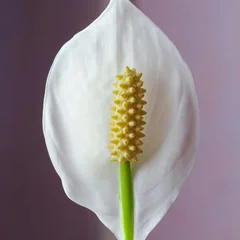 스파티필름