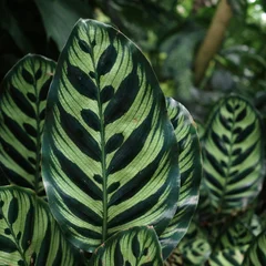 Peacock Plant