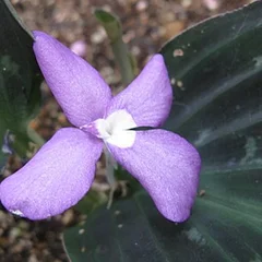 Peacock Ginger