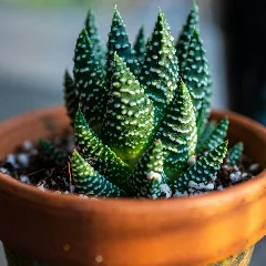 Pearl Plant