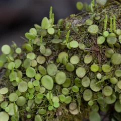 Peperomia Rotundifolia