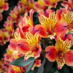 Peruvian Lily