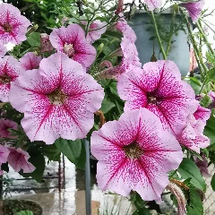 Petunia