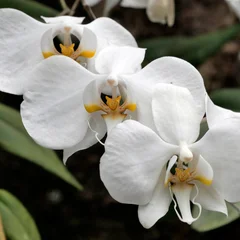 Phalaenopsis Orchid