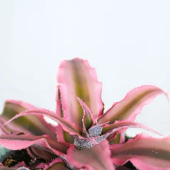 Pheasant Plant