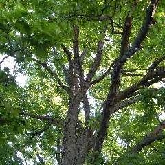 Pignut Hickory