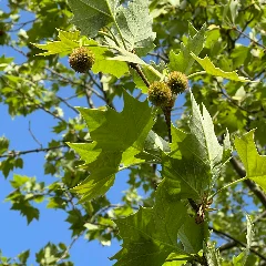 Platanus Occidentalis