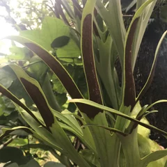 Platycerium Alcicorne