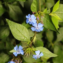 Plumbago Larpentiae