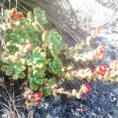 Plush Plant