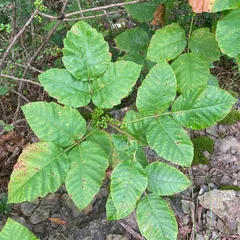 Poison Ivy