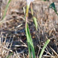 Prairie Lily