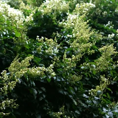 Privet