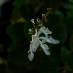 Prostrate Coleus