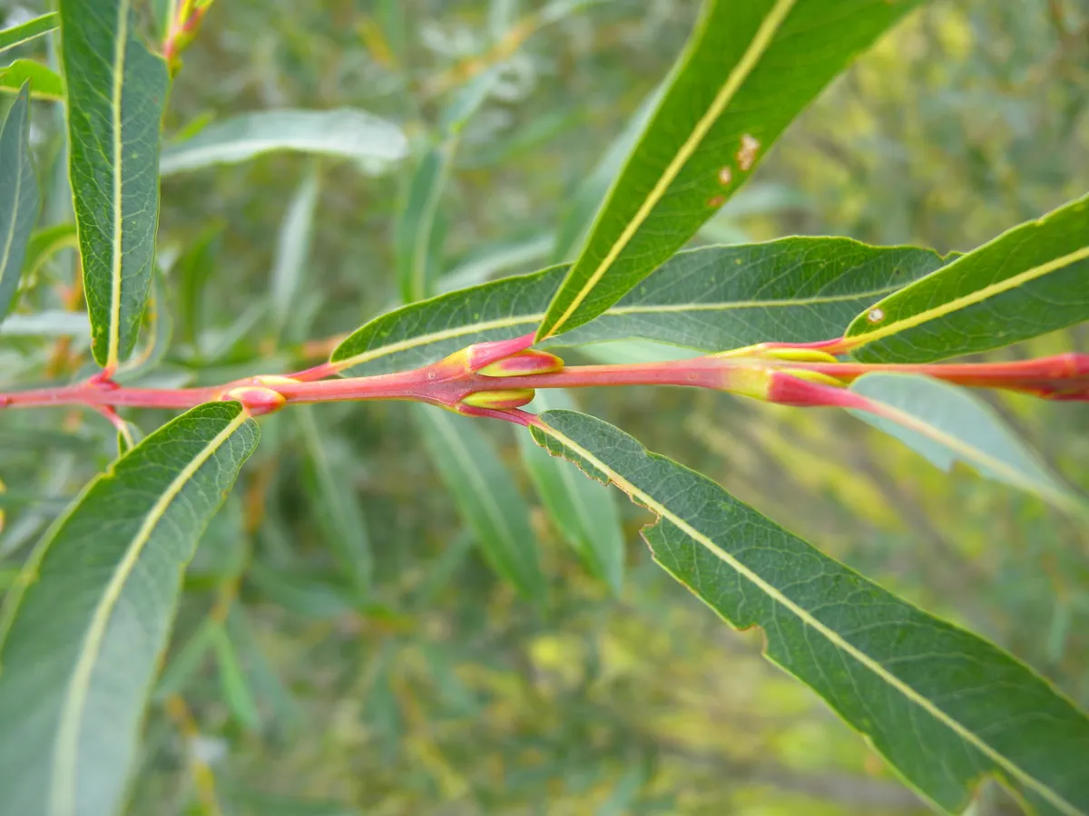 버드나무(Salix purpurea)