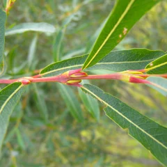 Pupleosier Willow