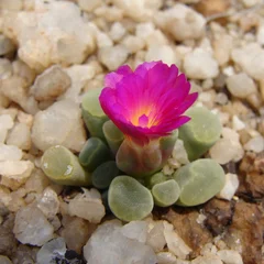 Purple Baby Tears