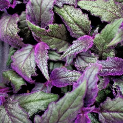 Purple Passion Vine