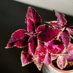 Purple Waffle Plant