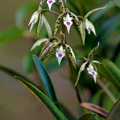 Rainbow Orchid