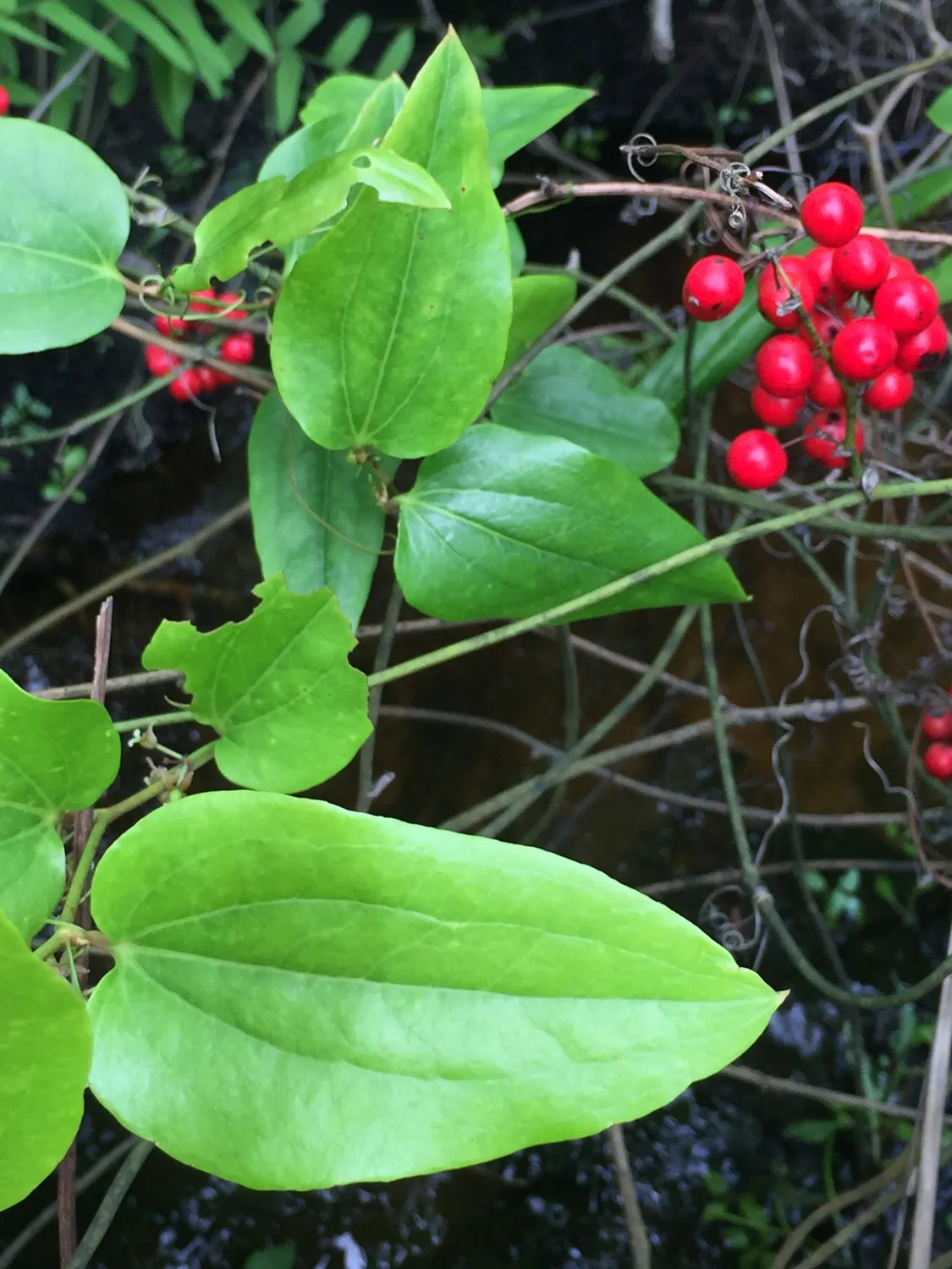스밀락스 발테리(Smilax walteri)