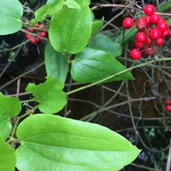 Red Berried Greenbrier