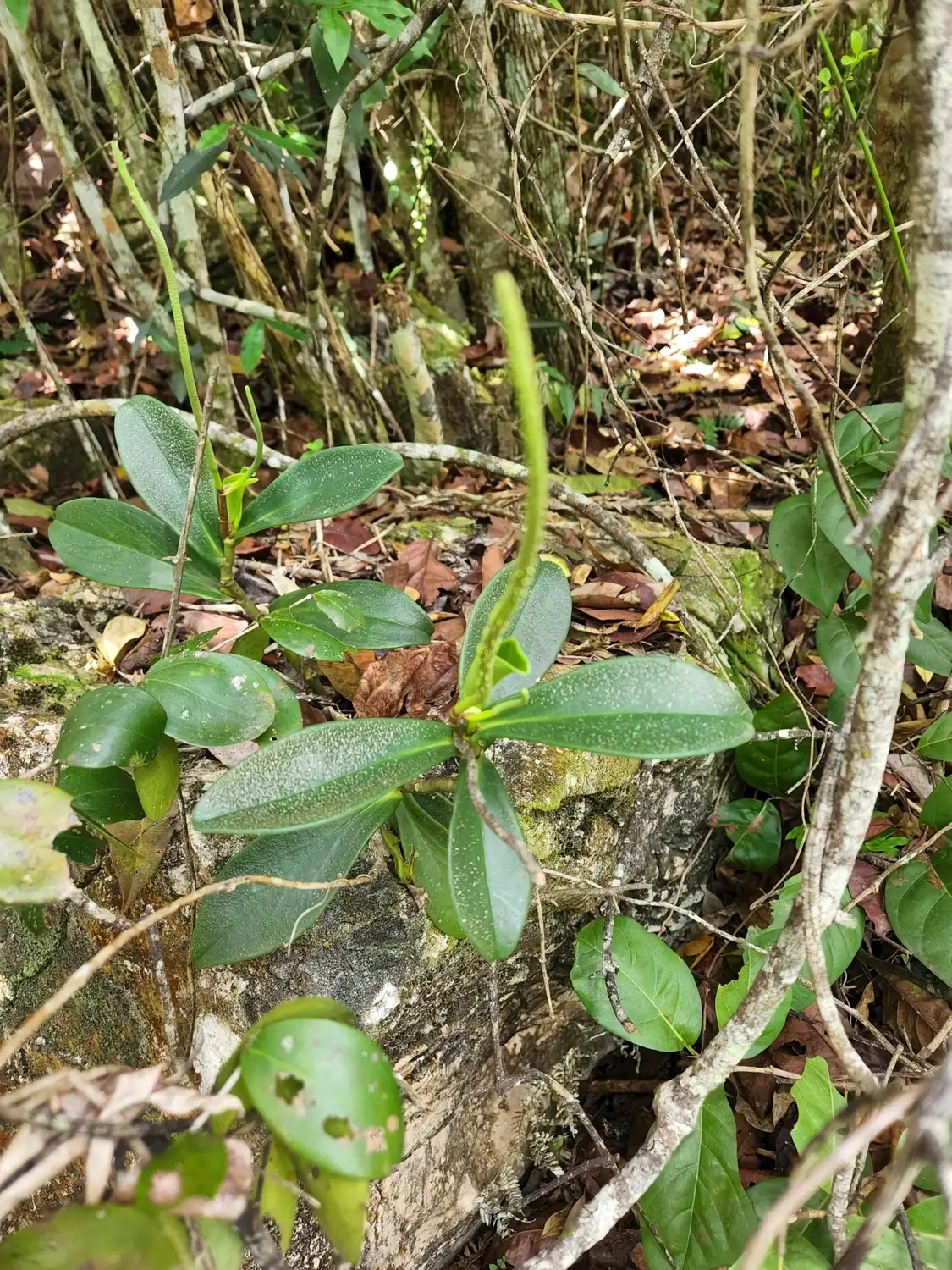 페페로미아 클루시폴리아(Peperomia clusiifolia)