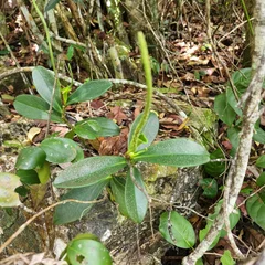 Red Edge Peperomia